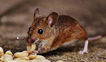 dead-animal-removal-and-decontamination Experts in Lehman